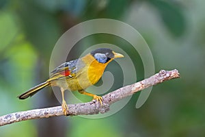 Female Silver-eared mesia bird in yellow, colorful wing perching on branch