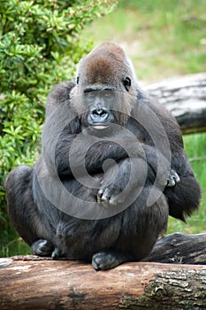 Female silverback gorilla