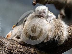 The Female Silvery Marmoset, Mico argentatus, with cub photo