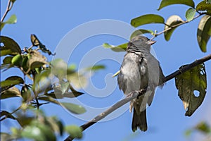 Female Sind Sparrow Sitting on Branch photo