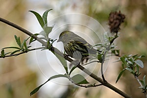 Female Siskin  Carduelis spinus  perched on Buddelia branch