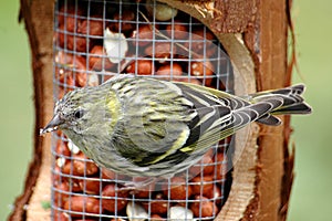 Female siskin on feeder