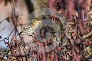 Female siskin feeding Carduelis spinus or Spinus spinus. Eurasian Siskin sitting in a tree crown in the forest