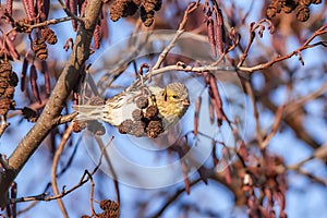 Female siskin feeding Carduelis spinus or Spinus spinusn in the forest