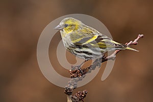 Female Siskin Spinus spinus, in autumn perched on a branch, Spain