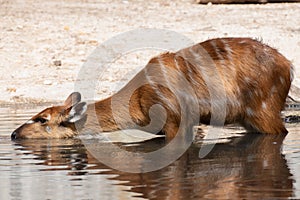 Female of sitatunga drinking water in a pond