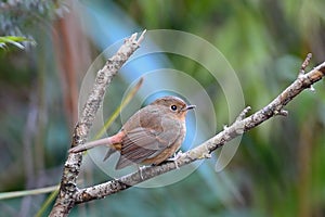 Female Slaty-blue Flycatcher