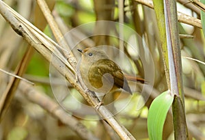 Female Slaty-blue Flycatcher (Ficedula hodgsonii)