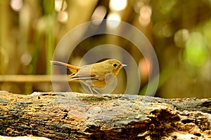 Female Slaty-blue Flycatcher (Ficedula hodgsonii)