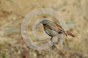 Female Slaty Blue Flycatcher- Ficedula tricolor, Sattal, Uttarakhand