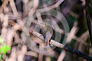 Female of Slaty Blue Flycatcher or Slaty-backed flycatcher (Ficedula tricolor) the beautiful brown bird.