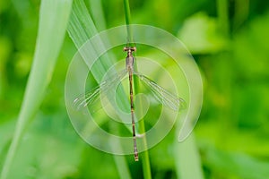 Slender Spreadwing Damselfly - Lestes rectangularis