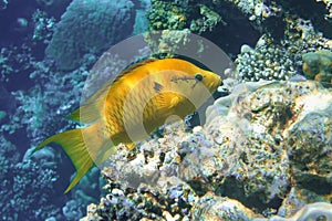 Una mujer labio en el mar 