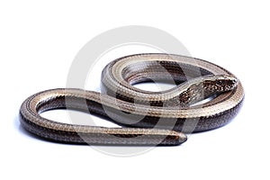 Female of Slowworm (Anguis fragilis) isolated on white