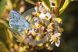 Female small blue butterfly offically called cupido minimus photo