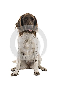 Female small munsterlander dog, heidewachtel, sticking her tongue out, isolated on a white background