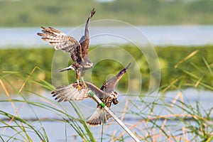 Female Snail Kite