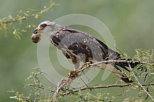 Female Snail Kite Eating an Apple Snail - Panama