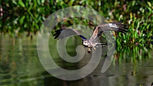 Female snail kite flying above water after grabbing an apple snail