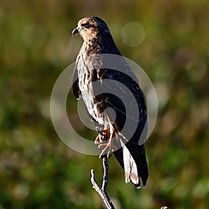 Female snail kite perched on small tree snag LaChua trail Gainesville Florida photo