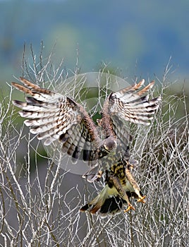 Female snail kite slamming on brakes as its about to hit the water for an apple snail