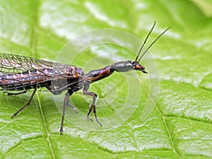Close-up of a female snakefly, Agulla adnixa, cECP 2019 photo