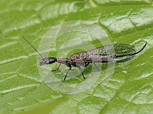 P1010007 side view of a female snakefly, Agulla adnixa, on a leaf cECP 2019 photo