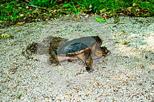 Female Snapping Turtle Laying Eggs Along A Nature Trail
