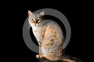 Female Snow Bengal Pedigree Cat -Studio Shot