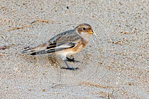 Female Snow Bunting - Plectrophenax nivalis feeding.