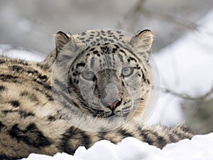 Female snow leopard Uncia uncia, watching snowy surroundings