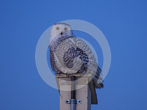 Female snow owl in the evening