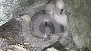 Female snow petrel and downy chick who sit in the nest among the rocks