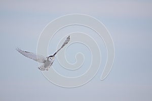 Female Snowy Owl