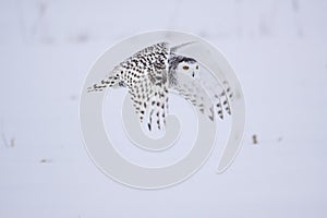 Female Snowy Owl