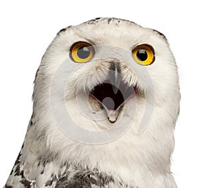 Female Snowy Owl, Bubo scandiacus, 1 year old