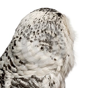 Female Snowy Owl, Bubo scandiacus, 1 year old photo
