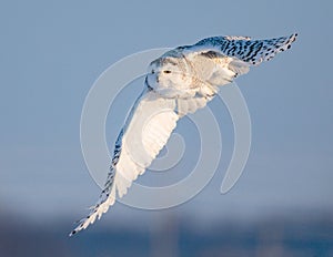 Female snowy owl in flight