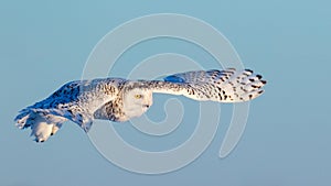 Female Snowy Owl in Flight