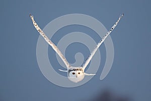 Female Snowy Owl in Flight