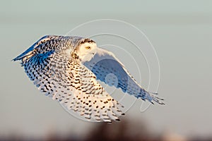 Female Snowy Owl in Flight