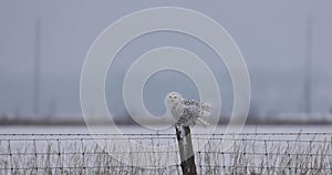 Female snowy owl flying in the field and landing on a post