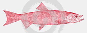 Female sockeye salmon oncorhynchus nerka, marine fish from the Northern Pacific Ocean