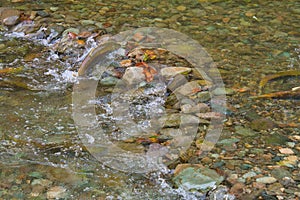 A female sockeye salmon swims upstream. Weaver Creek BC Canada