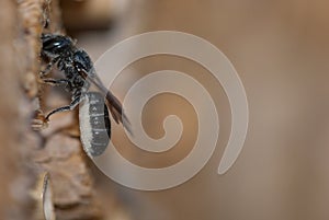 Female solitary mason bee Osmia rapunculi