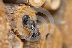 Female solitary mason bee Osmia rapunculi