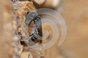 Female solitary mason bee Osmia rapunculi