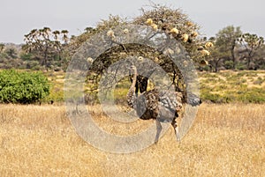 Female Somali ostrich, Struthio camelus molybdophanes, in northern Kenya landscape with acacia tree and bird nests in background