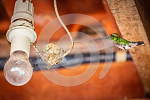 Female sombre hummingbird Aphantochroa cirrochloris AKA Beija-Flor Cinza flying to nest built on light wire in Brazil