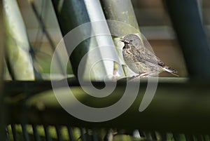 Female Song Sparrow on Fence